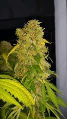 Floraison  70 (13)