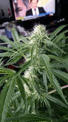 Floraison  34 (5)