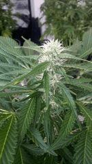 Floraison  43 (6)