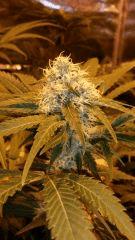 Floraison  40 (9)
