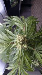 Floraison  58 (18)
