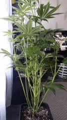 Floraison  25 (2)