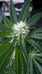 Floraison  27 (9)