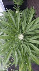 Floraison  38 (8)