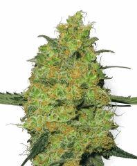 master kush Xl