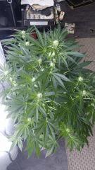 Floraison  27 (3)