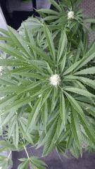 Floraison  34 (15)