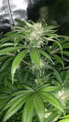 Floraison  53 (3)