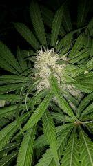 Floraison  44 (22)