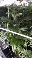 Floraison  44 (7)