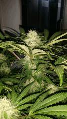 Floraison  42 (14)
