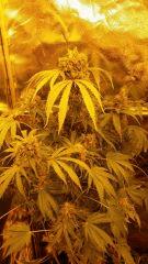Floraison  68 (2)