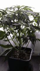Floraison  16 (9)