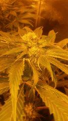 Floraison  50 (11)