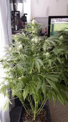 Floraison  39 (10)