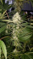 Floraison  45 (19)
