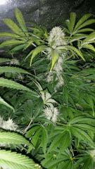 Floraison  53 (4)
