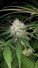 Floraison  51 (8)