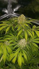 Floraison  67 (1)