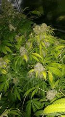 Floraison  65 (3)