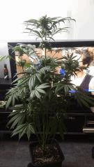 Floraison  51 (2)