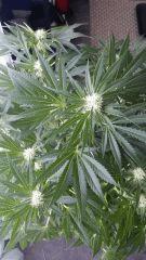 Floraison  32 (3)