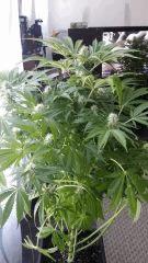 Floraison  43 (11)