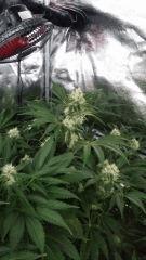 Floraison  44 (1)