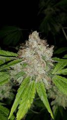 Floraison  70 (21)