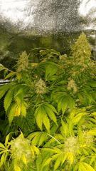 Floraison  67 (2)