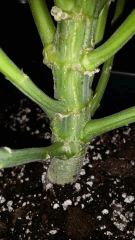 Floraison  40 (18)