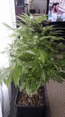 Floraison  38 (5)
