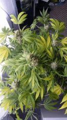 Floraison  61 (7)