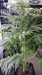 Floraison  31 (15)