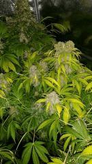 Floraison  67 (12)