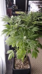 Floraison  45 (6)
