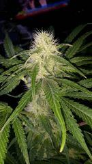 Floraison  34 (6)