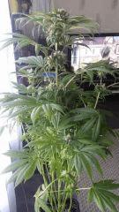 Floraison  54 (2)