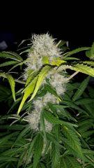 Floraison  55 (6)