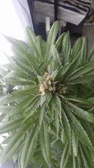 Floraison  56 (1)