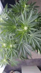 Floraison  25 (3)