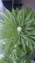 Floraison  37 (3)