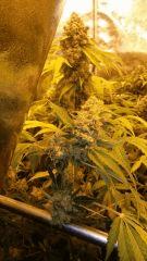 Floraison  66 (5)