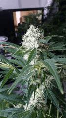 Floraison  43 (21)