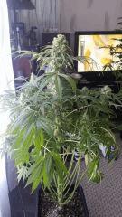 Floraison  54 (21)