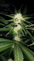 Floraison  29 (10)