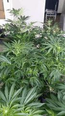 Floraison  24 (17)