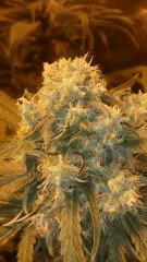 Floraison  50 (10)