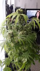 Floraison  64 (19)