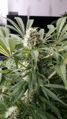 Floraison  48 (11)